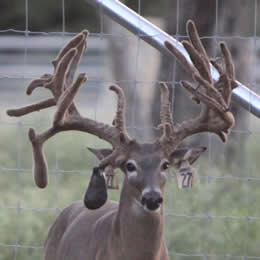 Deer Fence company in Texas