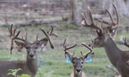 Past Deer Fence Construction Projects