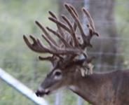 Past Deer Fence Construction Projects