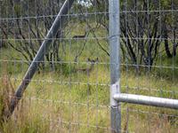 Past Deer Fence Construction Projects