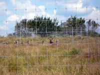 Past Deer Fence Construction Projects