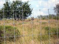 Past Deer Fence Construction Projects