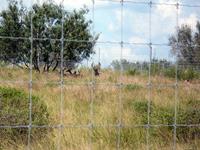 Past Deer Fence Construction Projects